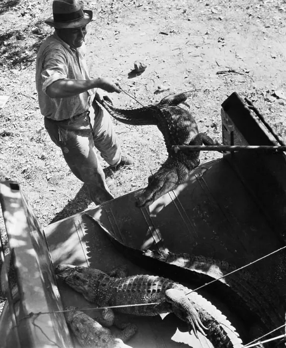 Framed Print : Police Loading Alligators in Pickup Truck Framed Print : Police Loading Alligators in Pickup Truck