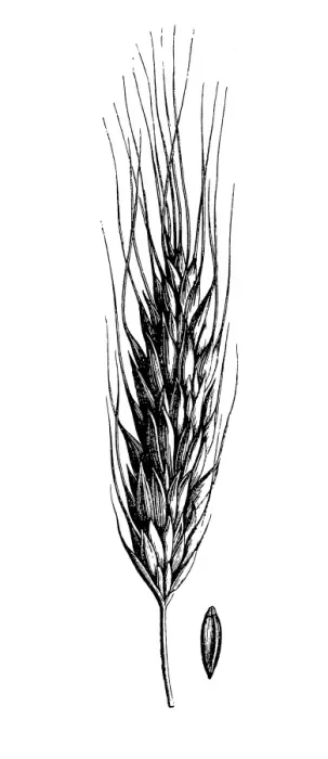 Framed Print : Polish wheat (Triticum polonicum) Framed Print : Polish wheat (Triticum polonicum)