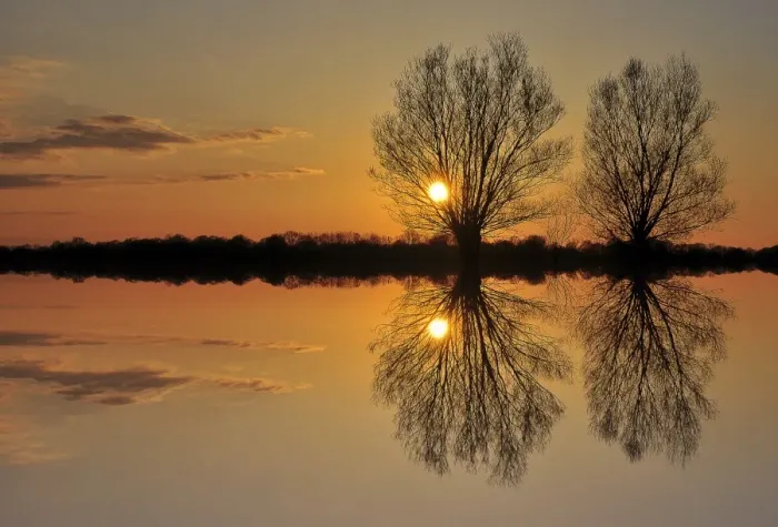 Framed Print : Pollarded willows -Salix sp. -, at sunset, near Tangstedt, Schleswig-Holstein, Germany, Europe Framed Print : Pollarded willows -Salix sp. -, at sunset, near Tangstedt, Schleswig-Holstein, Germany, Europe