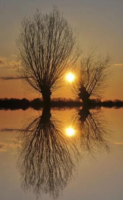 Framed Print : Pollarded willows -Salix sp. -, at sunset, near Tangstedt, Schleswig-Holstein, Germany, Europe