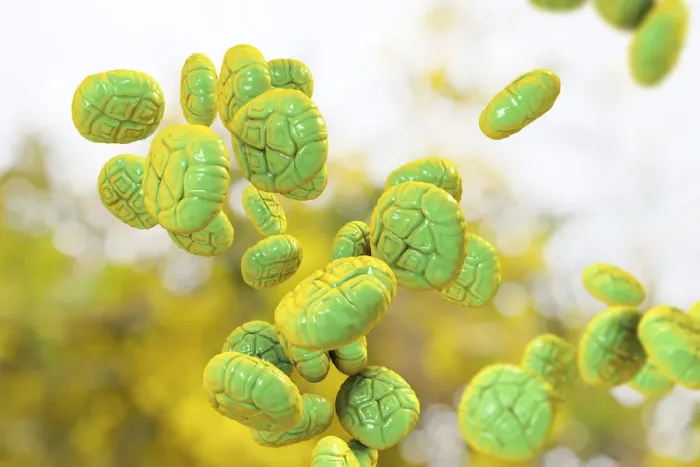 Framed Print : Pollen grains of Mimosa flower, illustration Framed Print : Pollen grains of Mimosa flower, illustration