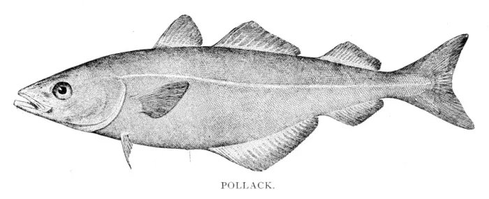 Framed Print : Pollock fish engraving 1898 Framed Print : Pollock fish engraving 1898