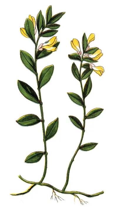 Framed Print : Polygala chamaebuxus, the shrubby milkwort Framed Print : Polygala chamaebuxus, the shrubby milkwort