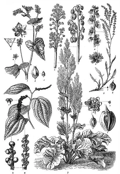 Polygonaceae family