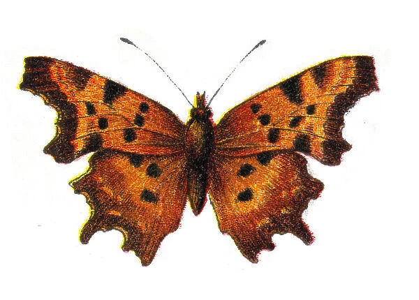 Polygonia c-album, the comma butterfly, Wildlife art