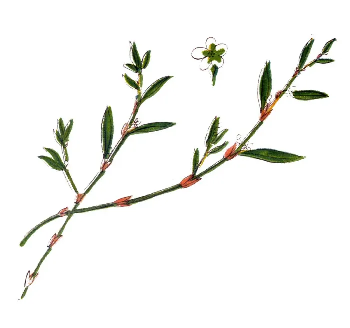Framed Print : Polygonum aviculare or common knotgrass, prostrate knotweed, birdweed, pigweed and lowgrass Framed Print : Polygonum aviculare or common knotgrass, prostrate knotweed, birdweed, pigweed and lowgrass