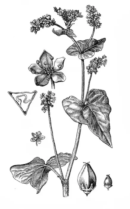 Framed Print : Polygonum fagopyrum Framed Print : Polygonum fagopyrum