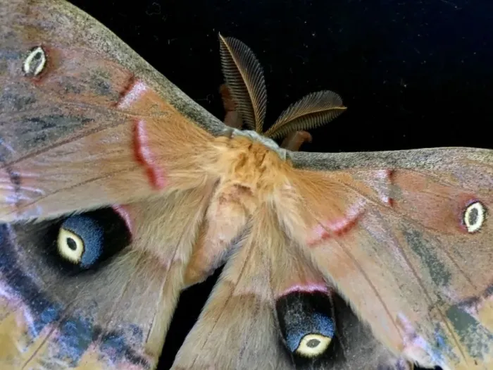 Framed Print : Polyphemus moth on a black background Framed Print : Polyphemus moth on a black background