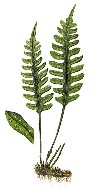Polypodium vulgare, the common polypody