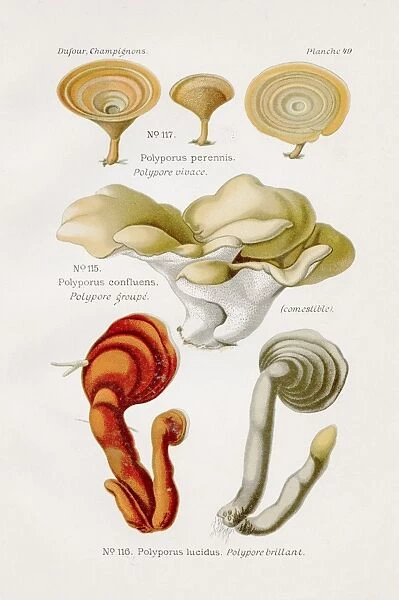 Polypore mushroom 1891