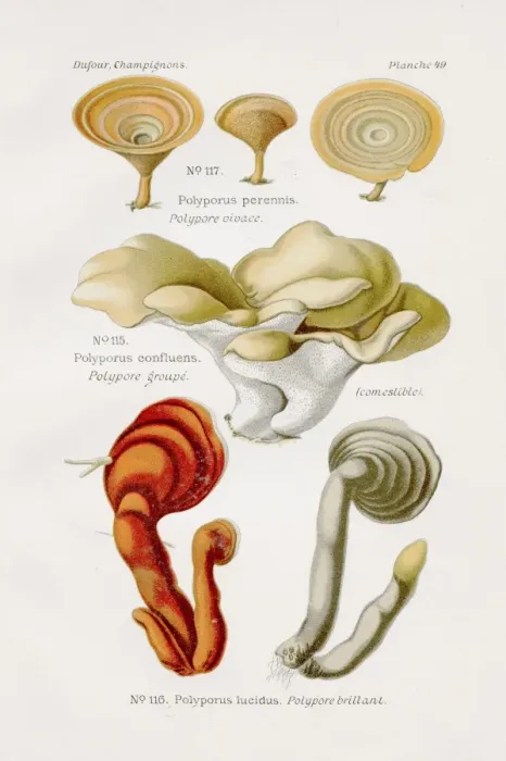 Framed Print : Polypore mushroom 1891