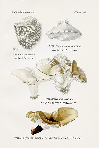 Polypore mushrooms 1891