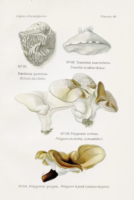 Framed Print : Polypore mushrooms 1891 Framed Print : Polypore mushrooms 1891