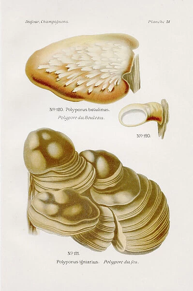 Polyporus mushroom 1891