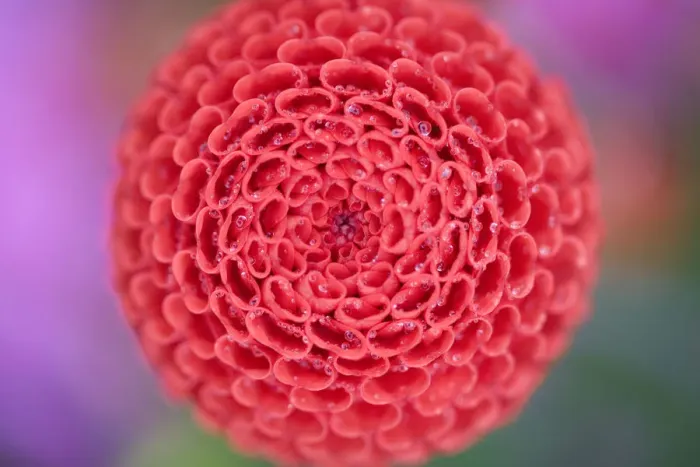 Framed Print : Pom Pom. Pom-pom dahlia Framed Print : Pom Pom. Pom-pom dahlia