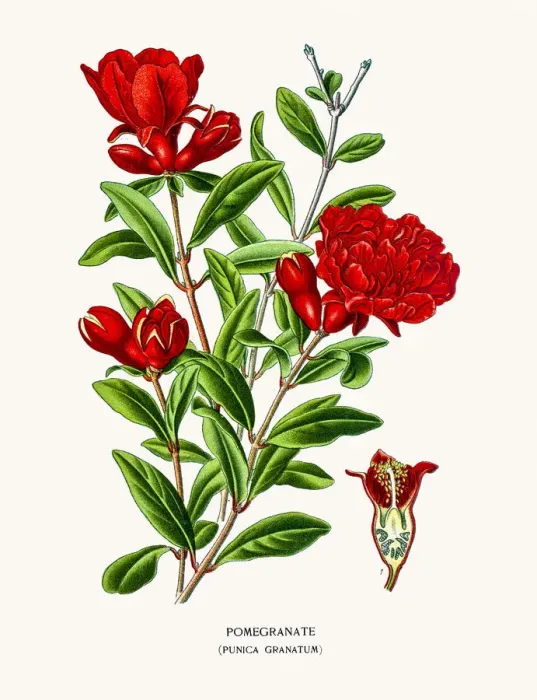 Framed Print : Pomegranate