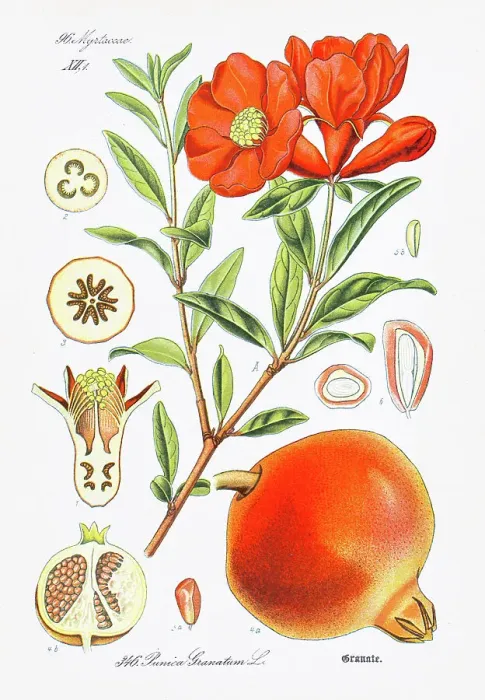 Framed Print : POMEGRANATE chromolithograph 1886 Framed Print : POMEGRANATE chromolithograph 1886