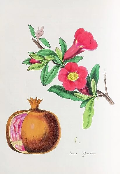 Pomegranate (Punica granatum), from Plantae Utiliores or Illustrations of useful plants, hand-colored print by Mary Ann Burnett, 1842