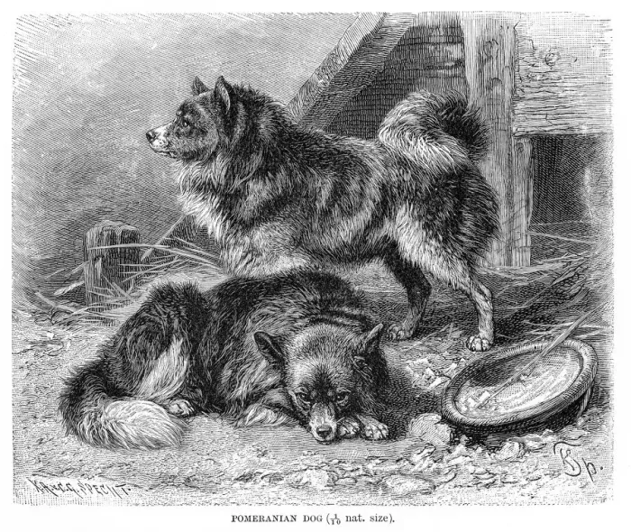 Framed Print : Pomeranian dog engraving 1894