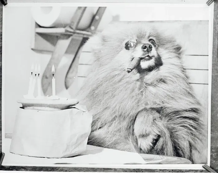 Framed Print : Pomeranian Smoking a Cigar Framed Print : Pomeranian Smoking a Cigar