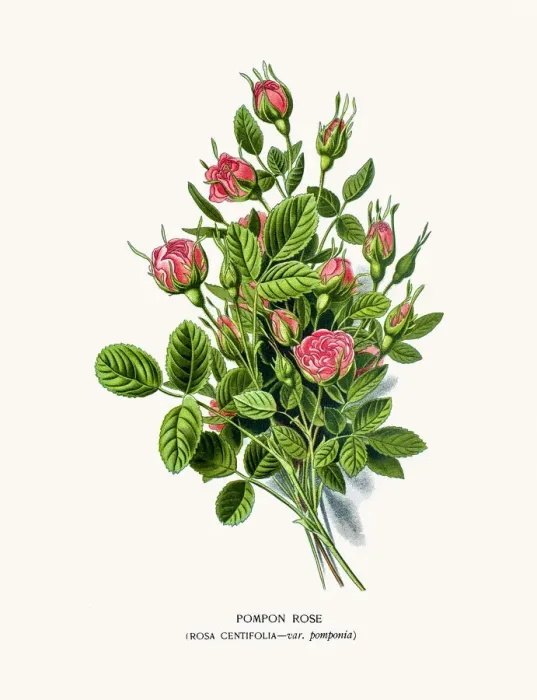 Framed Print : Pompon Rose Framed Print : Pompon Rose