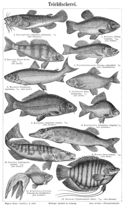 Framed Print : Pond fishing engraving 1895