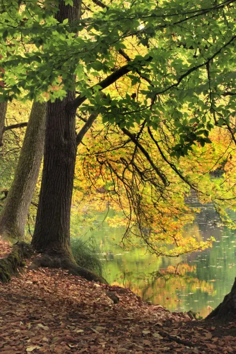 Framed Print : Pond at Laurelhurst Park, Portland, Oregon, USA Framed Print : Pond at Laurelhurst Park, Portland, Oregon, USA