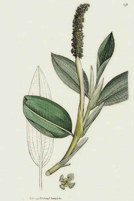 Framed Print : Pondweed medicinal plant against wounds and ulcers