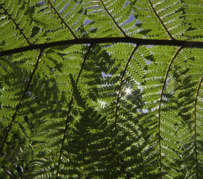 Framed Print : Detail of ponga tree, New Zealand Framed Print : Detail of ponga tree, New Zealand