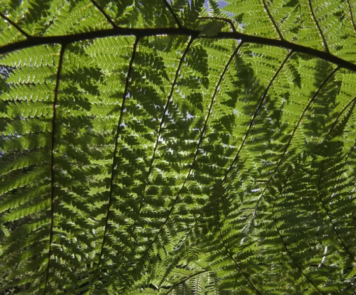 Framed Print : Detail of ponga tree, New Zealand Framed Print : Detail of ponga tree, New Zealand