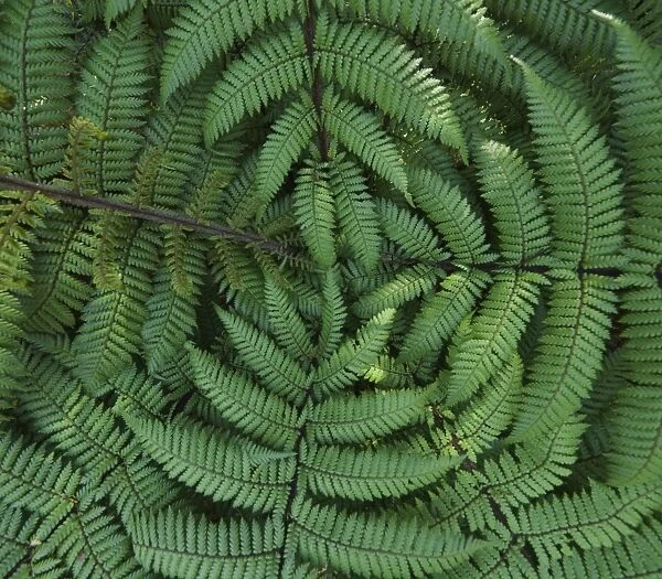 Detail of ponga tree, , New Zealand