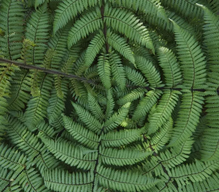 Framed Print : Detail of ponga tree, , New Zealand Framed Print : Detail of ponga tree, , New Zealand