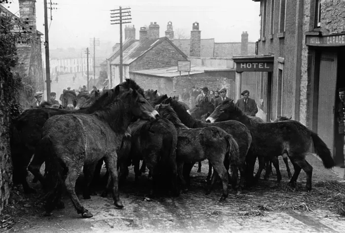 Framed Print : Pony Fair. Wild and unbroken Exmoor ponies are rounded up for auction Framed Print : Pony Fair. Wild and unbroken Exmoor ponies are rounded up for auction