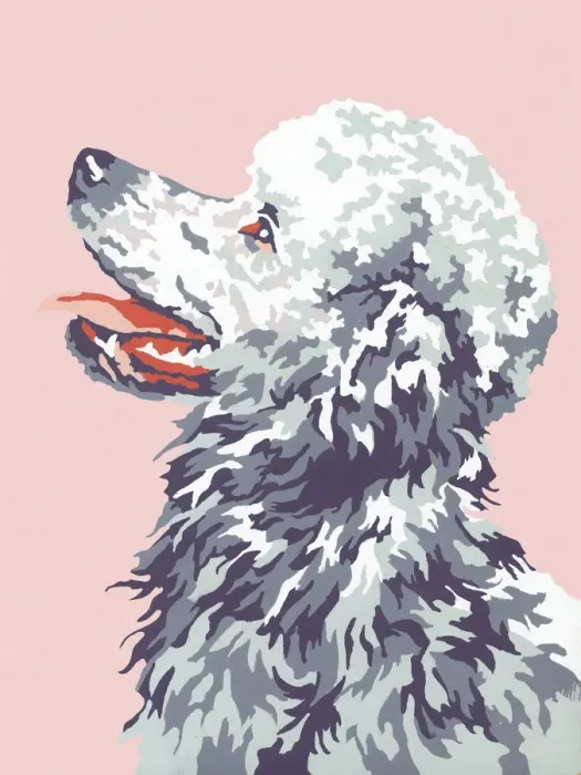 Framed Print : Poodle. http: / / csaimages.com / images / istockprofile / csa_vector_dsp.jpg Framed Print : Poodle. http: / / csaimages.com / images / istockprofile / csa_vector_dsp.jpg