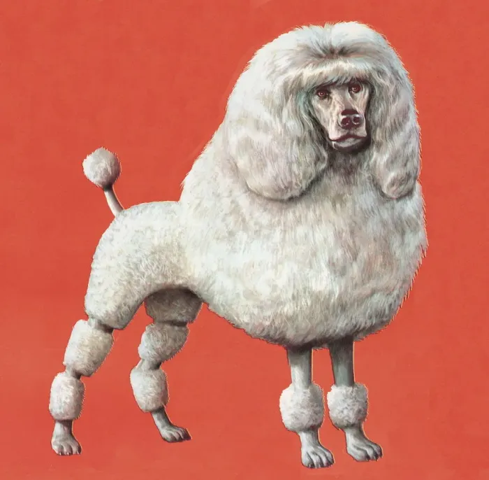 Framed Print : Poodle. http: / / csaimages.com / images / istockprofile / csa_vector_dsp.jpg Framed Print : Poodle. http: / / csaimages.com / images / istockprofile / csa_vector_dsp.jpg