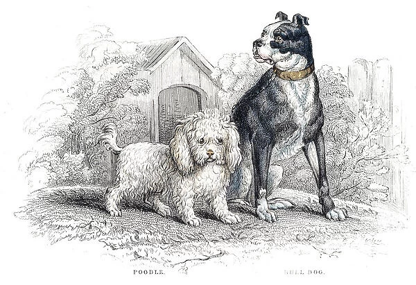 Poodle and Bulldog engraving 1840