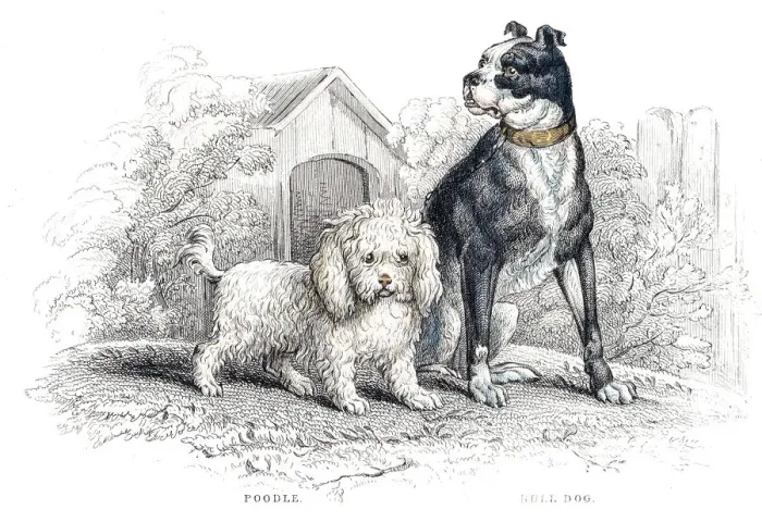 Framed Print : Poodle and Bulldog engraving 1840 Framed Print : Poodle and Bulldog engraving 1840