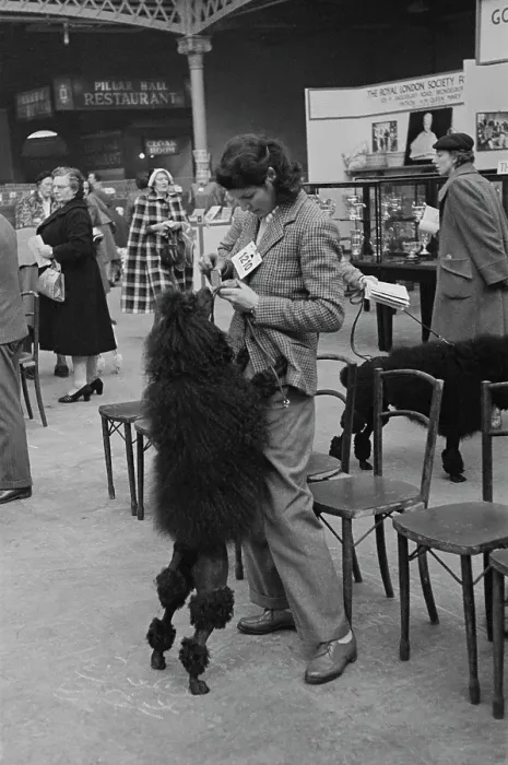Framed Print : Poodle At Crufts Framed Print : Poodle At Crufts