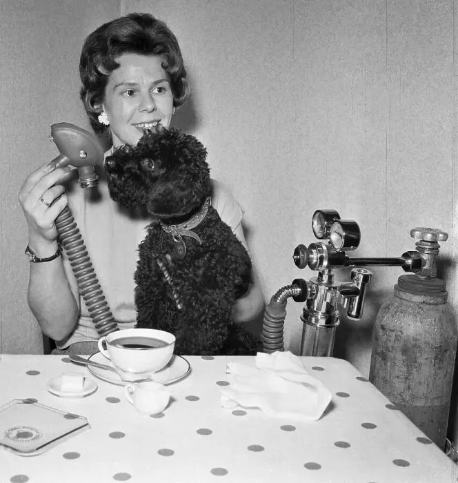 Framed Print : Poodle Gets Oxygen Shower By Attendant Framed Print : Poodle Gets Oxygen Shower By Attendant