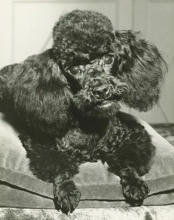 Framed Print : Poodle lying down on cushion, (B&W), close-up