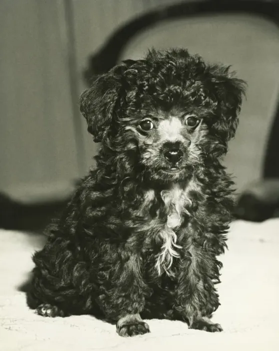 Framed Print : Poodle sitting indoors, (B&W), close-up Framed Print : Poodle sitting indoors, (B&W), close-up