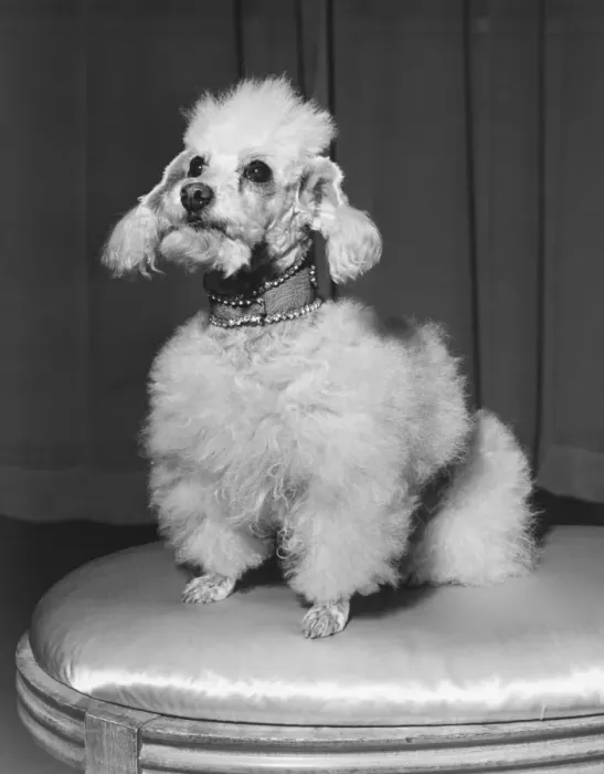 Framed Print : Poodle sitting on stool, (B&W)