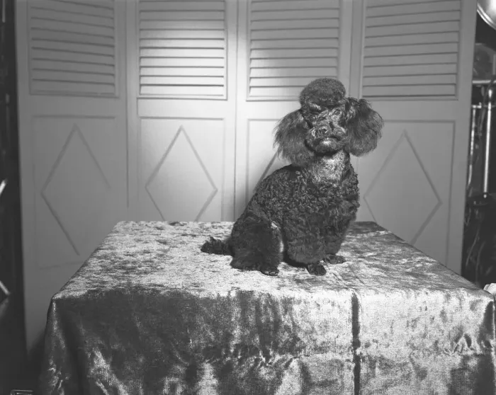 Framed Print : Poodle sitting on table (B&W) Framed Print : Poodle sitting on table (B&W)