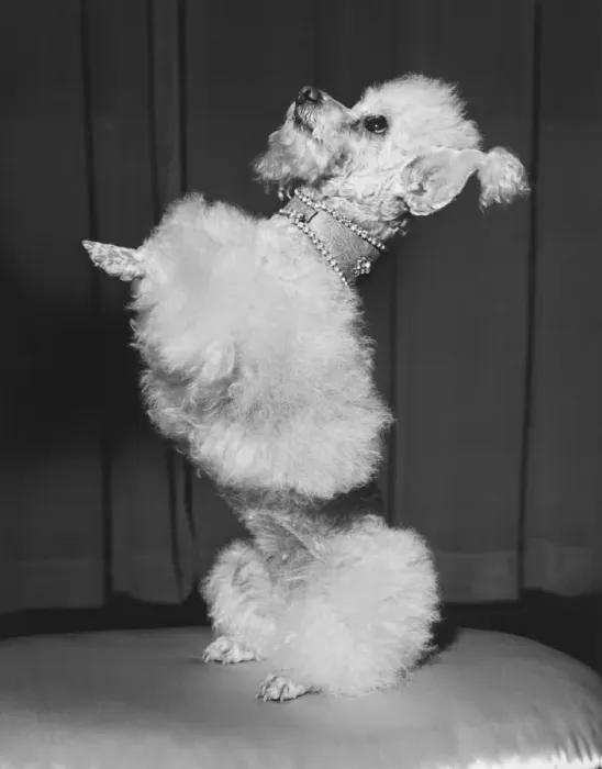 Framed Print : Poodle standing erect on stool, begging (B&W)