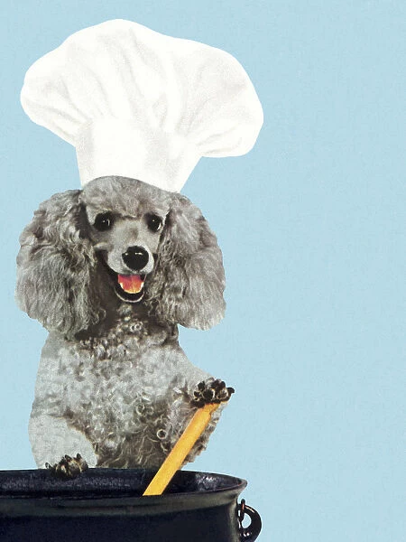 Poodle Wearing Chefs Hat and Stirring Pot