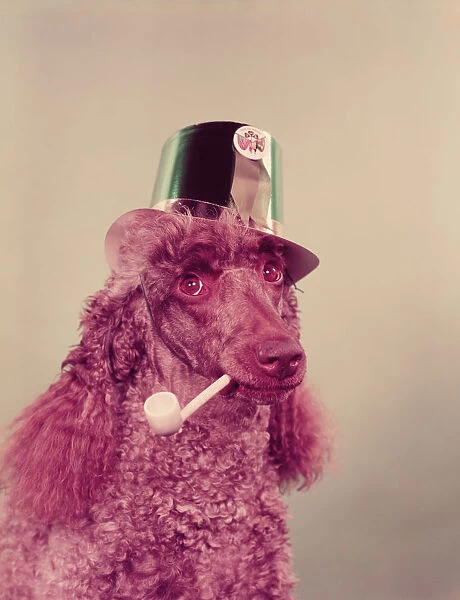Poodle wearing hat, holding pipe in mouth