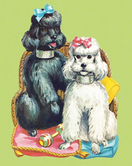 Framed Print : Poodles. http: / / csaimages.com / images / istockprofile / csa_vector_dsp.jpg Framed Print : Poodles. http: / / csaimages.com / images / istockprofile / csa_vector_dsp.jpg