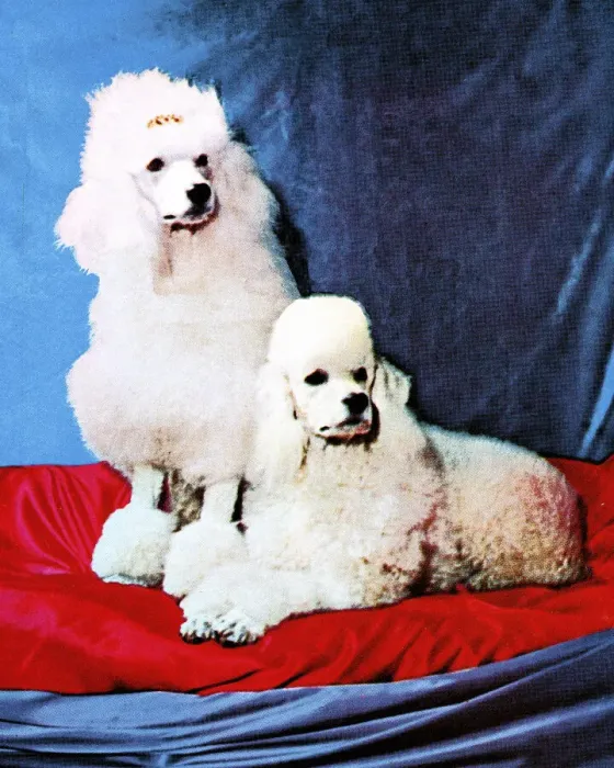 Framed Print : Two Poodles Framed Print : Two Poodles