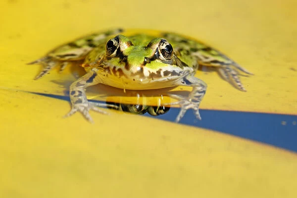 Pool Frog (Rana lessonae) on a Water Lily (Nymphaea) pad