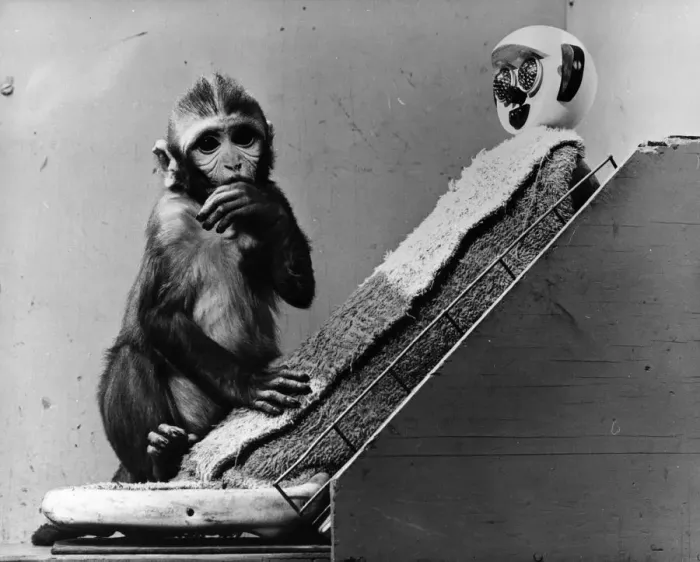 Framed Print : Poor Baby. circa 1951: Sucking its thumb, a baby monkey holds onto its foster mother Framed Print : Poor Baby. circa 1951: Sucking its thumb, a baby monkey holds onto its foster mother